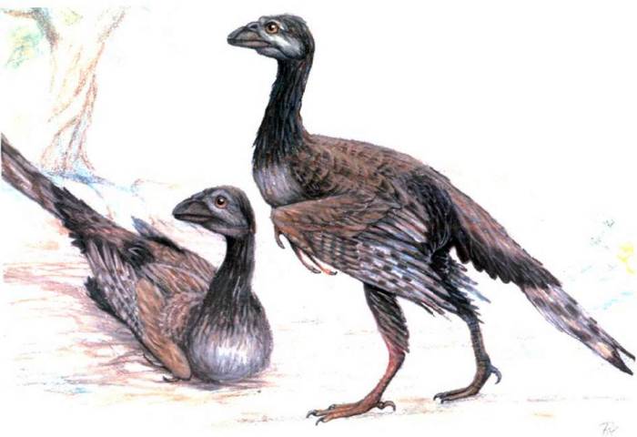 Энанциорнис (лат. Enantiornis), рисунок картинка реконструкция, динозавры