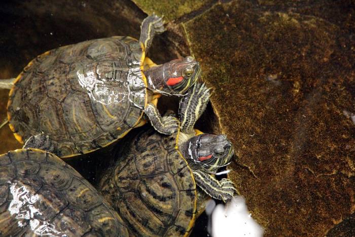 Красноухая, или желтобрюхая, черепаха (Trachemys scripta)), фото фотография рептилии