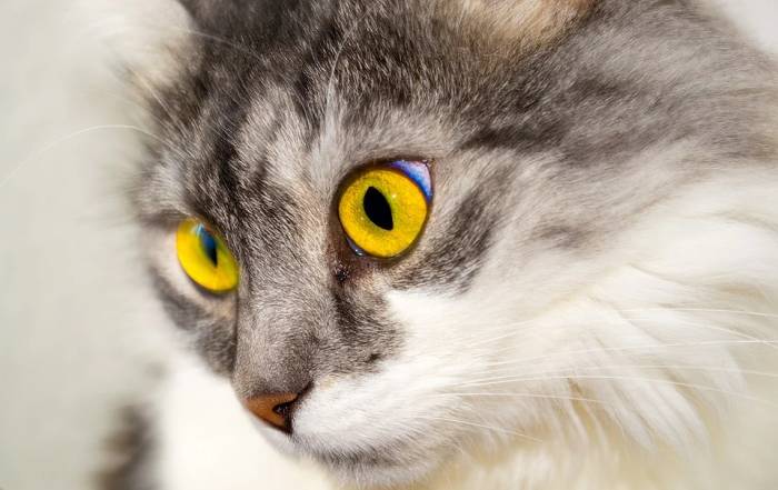 Кошка с желтыми глазами, фото фотография 
