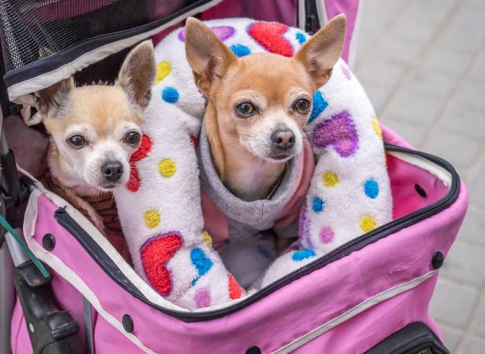Чихуахуа в одежке и чемодане для перевозок, фото фотография собаки