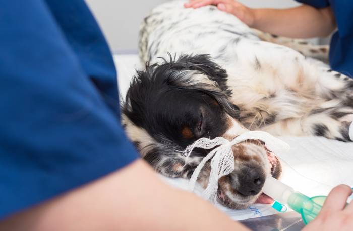 Собака на операционном столе, фото фотография питомцы