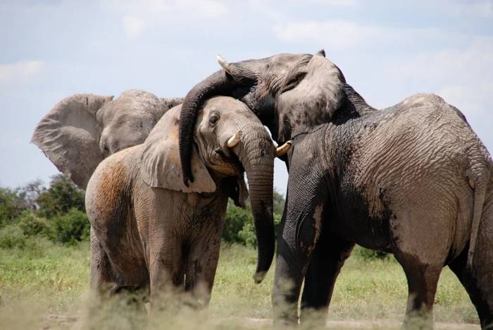 Африканские слоны, фото фотография 
