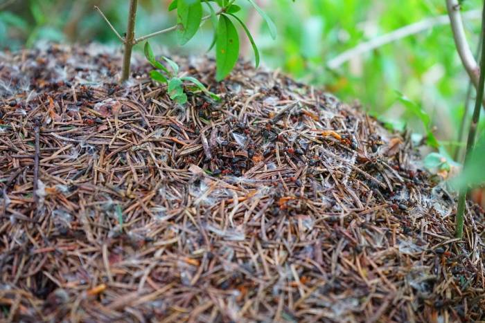 Лесные рыжие муравьи (Formica polyctena), фото новости о животных фотография насекомые