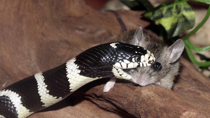 Змея схватила мышь, фото фотография рептилии