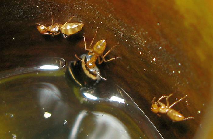 Муравьи-древоточцы (Camponotus schmitzi), фото насекомые фотография