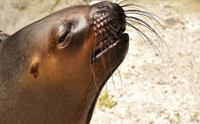 Морской лев, фото новости морские млекопитающие фотография 