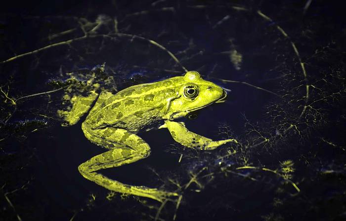 Остромордая лягушка, или болотная лягушка (лат. Rana arvalis), фото фотография амфибии