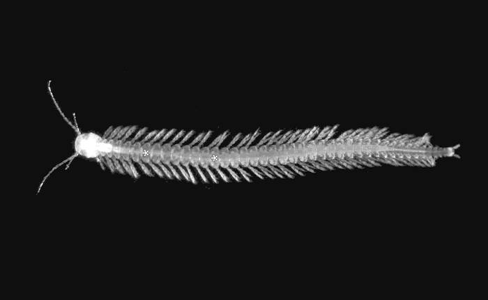 Ремипедия (Speleonectes tulumensis), фото фотография членистоногие