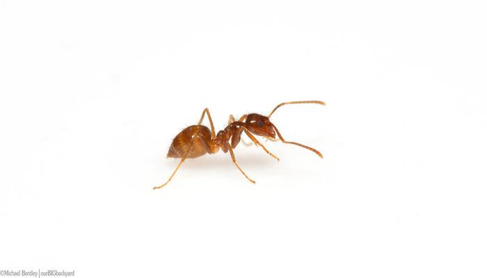 Бешенные муравьи, или муравьи Рэсберри (Nylanderia fulva), фото фотография опасные насекомые