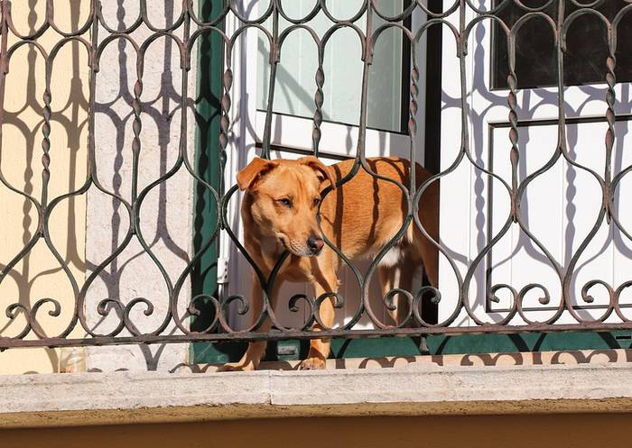 Собака на балконе, фото фотография
