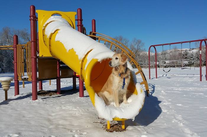 Золотистый ретривер, голден-ретривер на детской площадке, фото фотография собаки