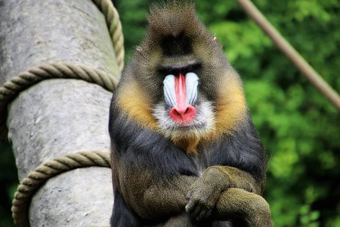 Бабуин, или жёлтый павиан (лат. Papio cynocephalus), фото фотография приматы