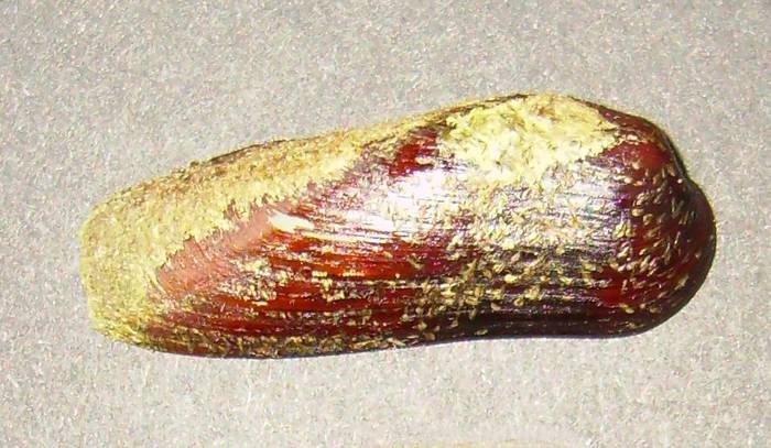 Морской финик (Zelithophaga truncata), фото фотография 