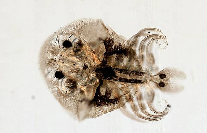 Карпоед (Argulus sp.), фото фотография ракообразные