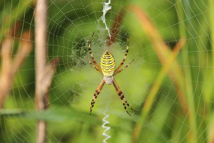 Аргиопа (Argiope sp.), фото фотография паукообразные