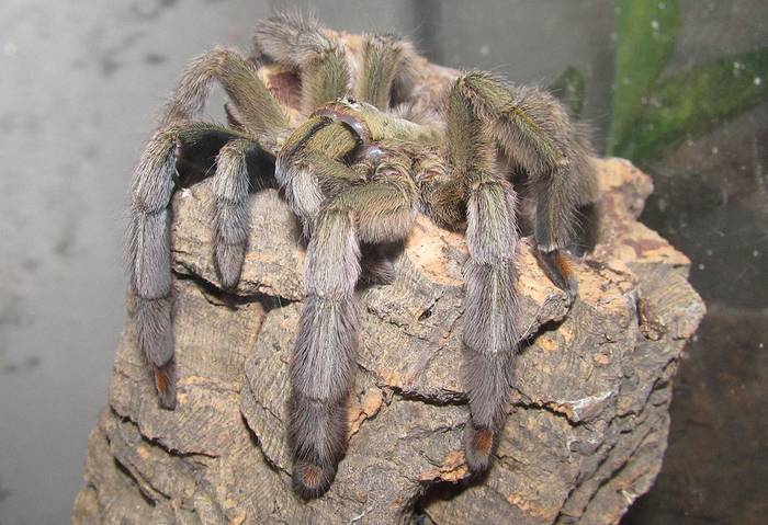 Тринидадский шеврон (Psalmopoeus cambridgei), фото фотография паукообразные
