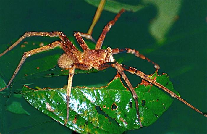 Бразильский странствующий паук, бразильский охотник, банановый паук (Phoneutria fera), фото фотография паукообразные