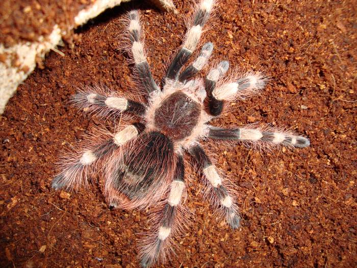 Бразильский черно-белый паук (Nhandu coloratovillosus), фото фотография паукообразные