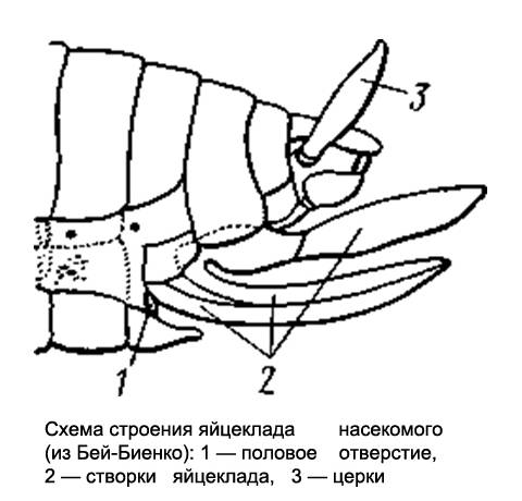Схема строения яйцеклада насекомого, рисунок картинка изображение