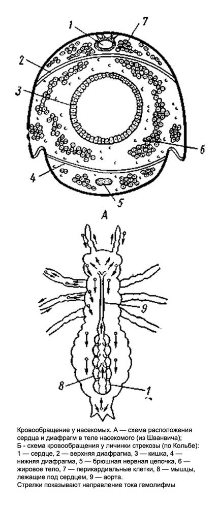 Кровообращение у насекомых, рисунок картинка схема изображение