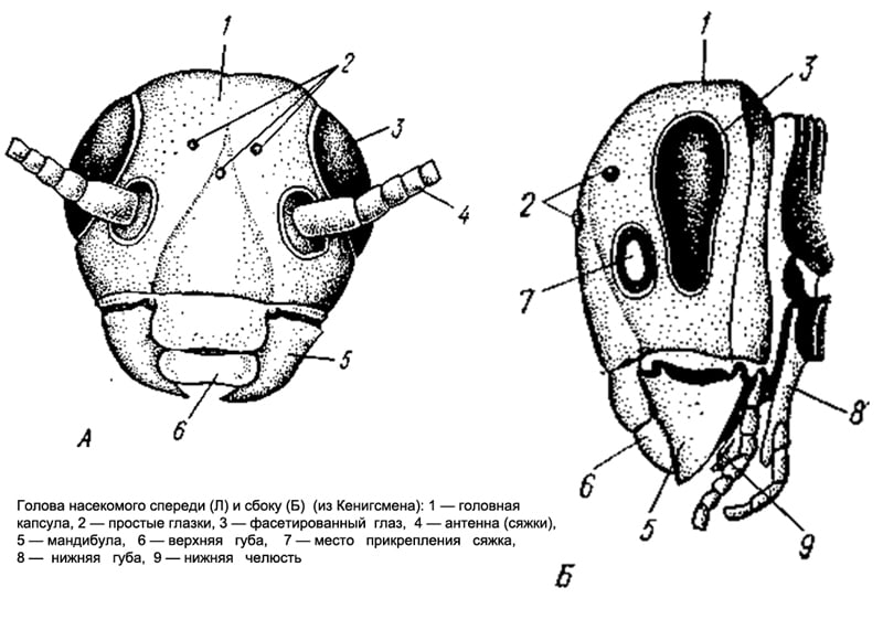 Схема строения хордотональной сенсиллы насекомых, рисунок картинка изображение