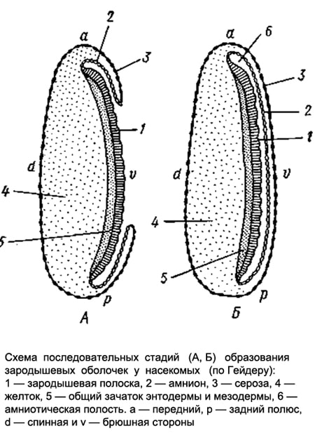 Схема последовательных стадий образования зародышевых оболочек у насекомых, рисунок картинка изображение