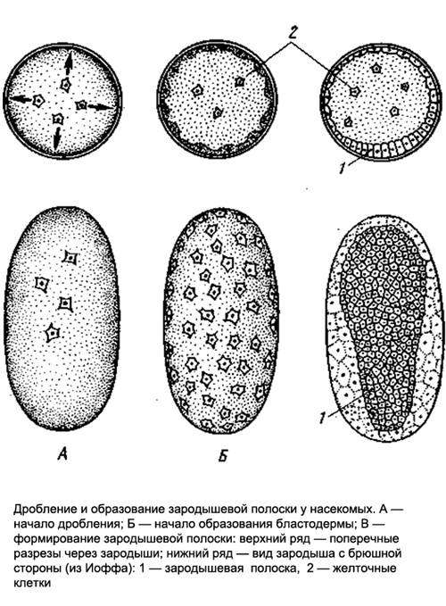 Дробление и образование зародышевой полоски у насекомых, схема картинка изображение рисунок