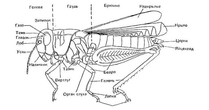 Строение насекомого (кузнечика), рисунок картинка изображение членистоногие