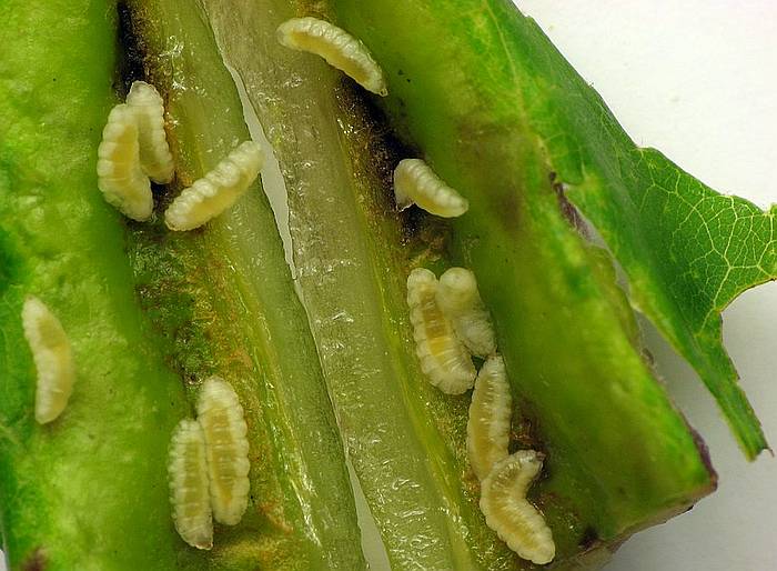 Галица (Dasineura tumidosae), личинка, фото фотография насекомые