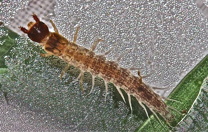 Нигрония фасциата (Nigronia fasciata), личинка, фото фотография насекомые