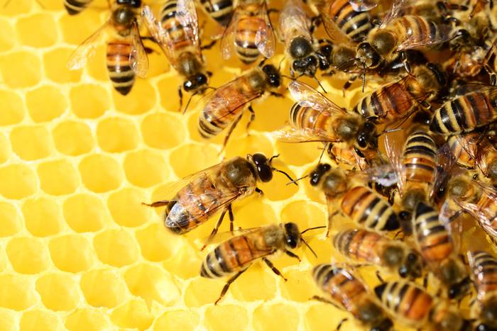 Медоносные пчелы в сотах, фотография насекомые