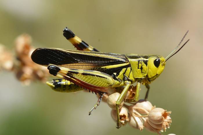 Кобылка пестрая (Arcyptera fusca), самка, фото фотография насекомые