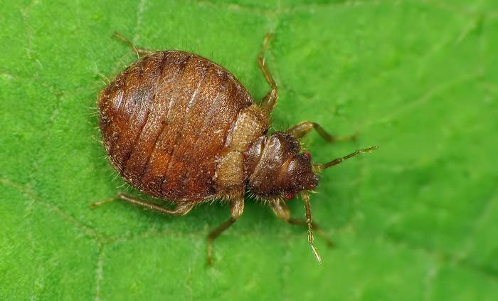 Клоп постельный (Cimex lectularius), фото фотография насекомые паразиты
