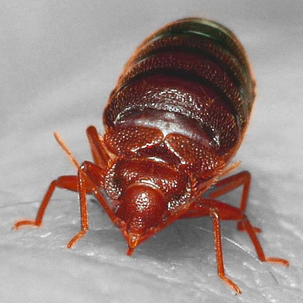 Клоп постельный (Cimex lectularius), фото фотография насекомые паразиты