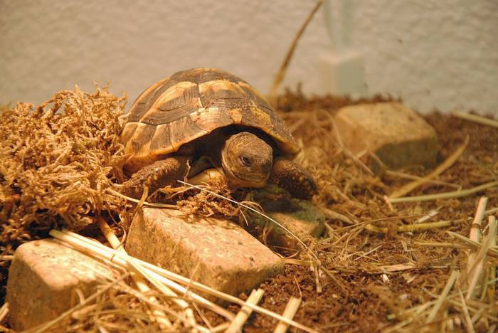 Сухопутная черепаха, фото фотография рептилии