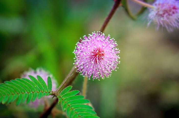 Мимоза стыдливая (Mimosa pudica), фото фотография сказки для детей о растениях