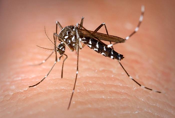 Азиатский тигровый комар (Aedes albopictus), самка, фото фотография насекомые