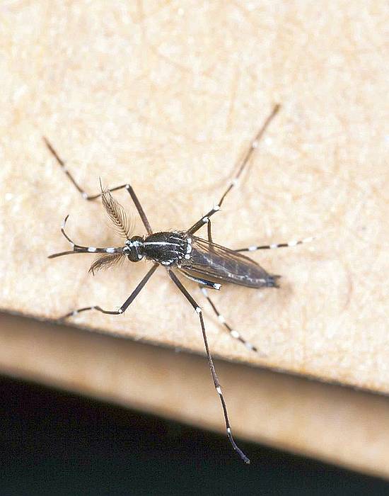Комар Armigeres subalbatus, фото фотография насекомые