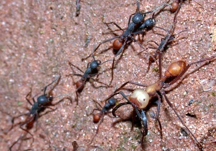Кочевые муравьи, эцитон Бурчелла  (Eciton burchellii), фото насекомые фотография