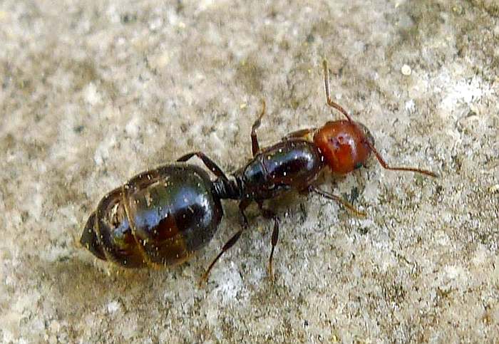 Пустынный муравей-жнец (Messor sp.), фото насекомые фотография