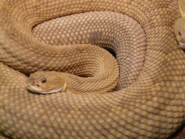 Мексиканская гремучая змеи (Crotalus basiliscus), фото рептилии фотография