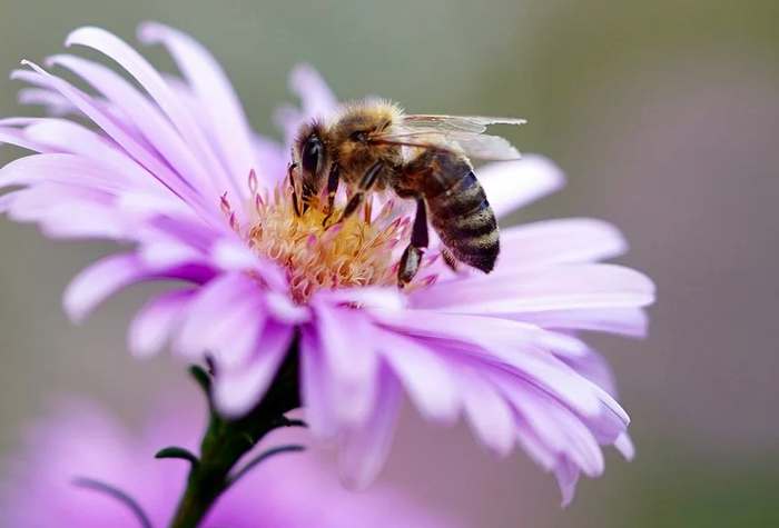 Медоносная пчела, фото насекомые фотография