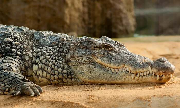 Нильский крокодил (Crocodylus niloticus), фото рептилии картинка