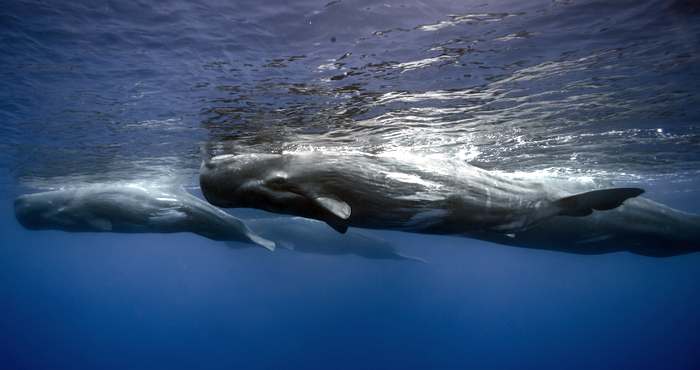 Кашалот (Physeter macrocephalus), фото киты фотография