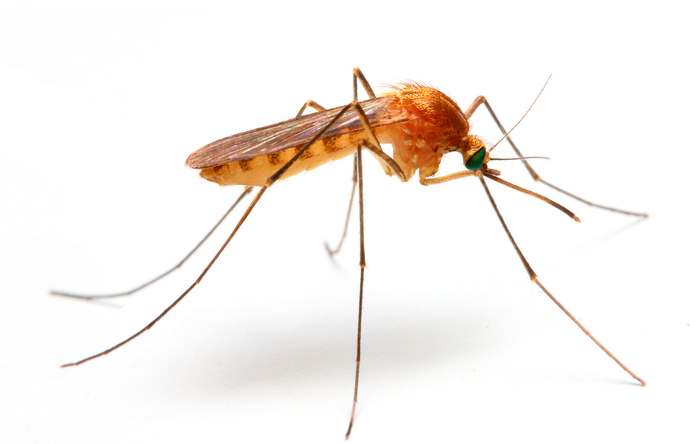 Малярийный комар (Anopheles), фото насекомые фотография картинка