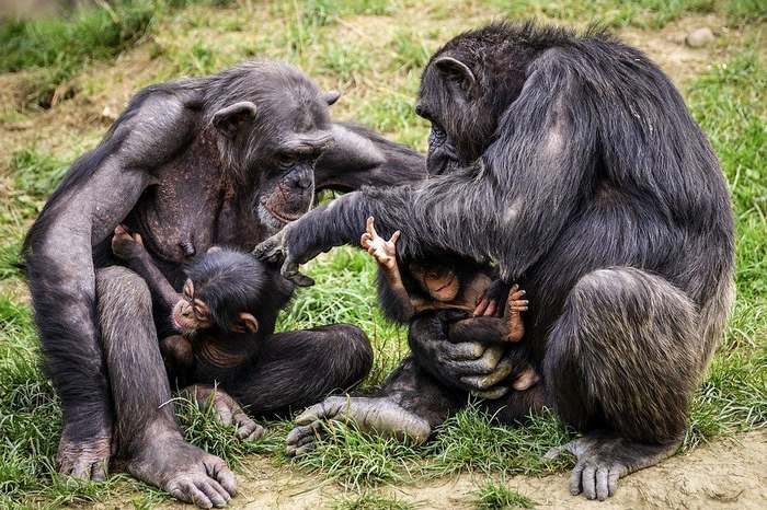 Обыкновенные шимпанзе (Pan troglodytes), фото приматы фотография