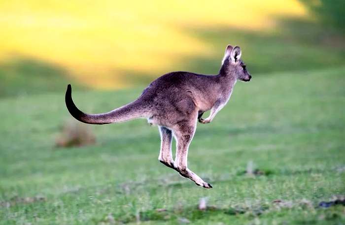 Прыгающий кенгуру, фото сумчатые животные фотография
