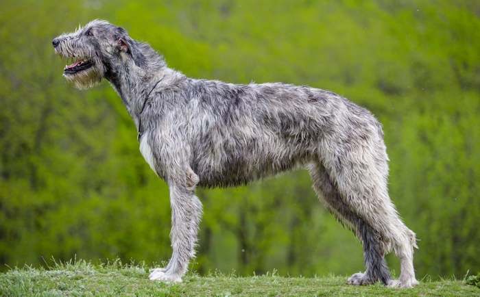 Ирландский волкодав, фото породы собак фотография 