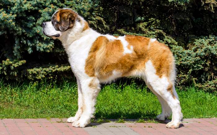 Московская сторожевая собака, фото породы собак 
