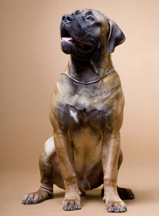 Южно африканский бурбуль, фото породы собак фотография